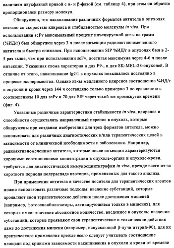 Избирательный направленный перенос в сосудистую сеть опухоли с использованием молекул антител (патент 2347787)