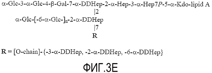 Внешний коровой эпитоп липополисахарида н. pylori (патент 2558257)