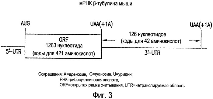Способы получения функционального белка из днк, имеющей нонсенс-мутацию, и лечения нарушений, ассоциированных с ней (патент 2462246)