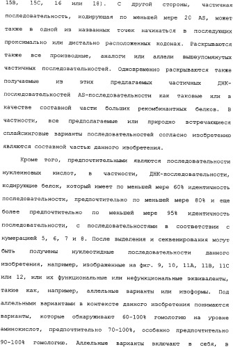 Ее3-семейство белков и соответствующие днк-последовательности (патент 2333918)
