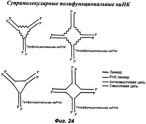 Молекулы химически модифицированной короткой интерферирующей нуклеиновой кислоты, которые опосредуют интерференцию рнк (патент 2418068)
