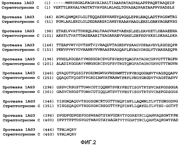 Протеаза streptomyces (патент 2486244)