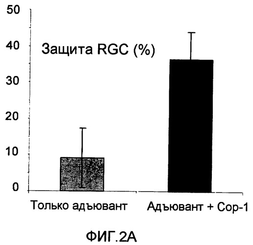 Вакцина и способ лечения болезней двигательных нейронов (патент 2303996)