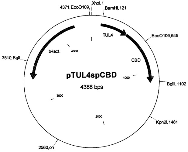 Рекомбинантная плазмидная днк, кодирующая синтез рекомбинантного белка tul4spcbd, штамм escherichia coli m15 [prep4, ptul4spcbd] - продуцент рекомбинантного белка tul4spcbd, рекомбинантный белок tul4spcbd и способ его получения, способ получения специфических антител к белку tul4spcbd (патент 2270249)