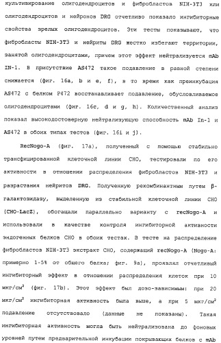 Поликлональное антитело против nogo, фармацевтическая композиция и применение антитела для изготовления лекарственного средства (патент 2432364)