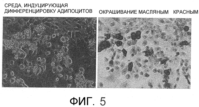 Способ сбора функциональных клеток in vivo с высокой эффективностью (патент 2571230)