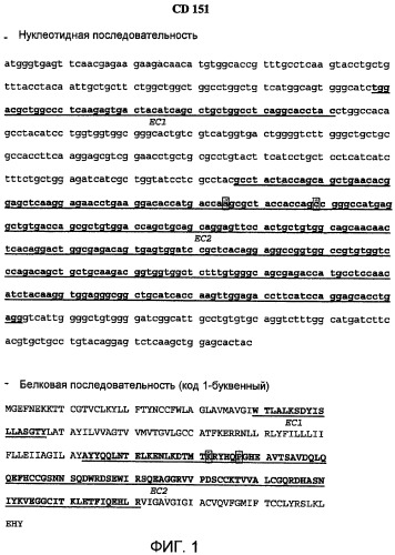 Применение антитела к cd151 для лечения рака (патент 2464041)