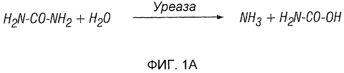 Использование уреазы для ингибирования роста раковых клеток (патент 2326691)