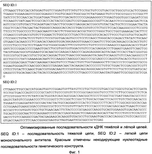 Оптимизированные последовательности днк, кодирующие легкую и тяжелую цепи моноклонального антитела, связывающего фактор некроза опухоли альфа, предназначенные для биосинтеза антитела, способ получения антитела посредством рекомбинантной клеточной линии cho-s (патент 2537266)