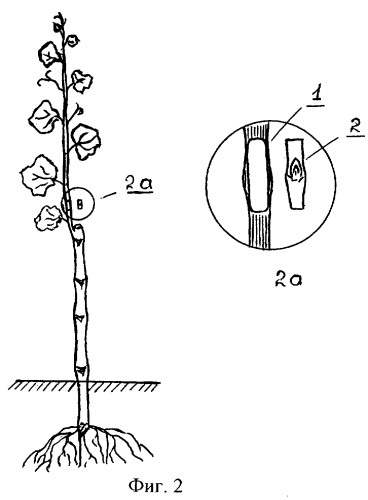 Способ выращивания привитых саженцев винограда (патент 2265317)