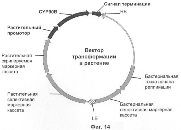 Растения, имеющие улучшенные характеристики роста, и способы их получения (патент 2463352)