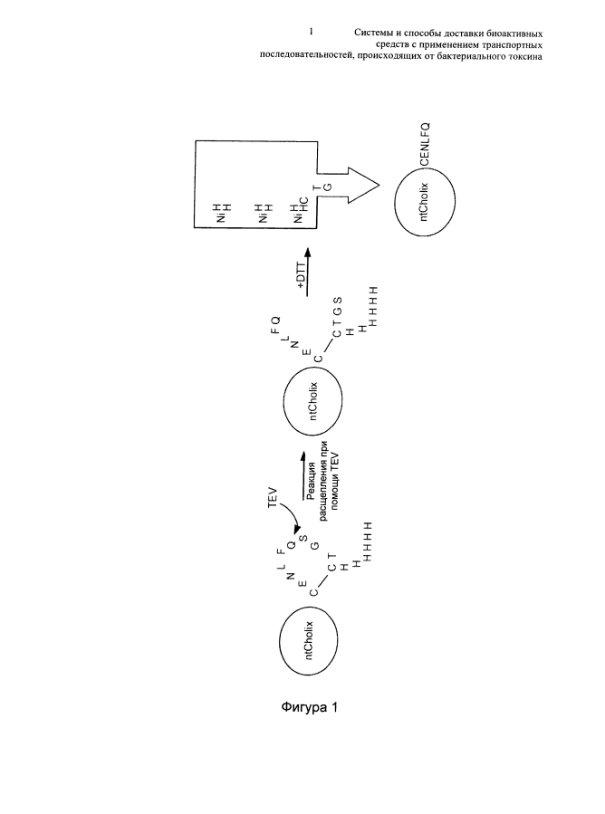 Системы и способы доставки биоактивных средств с применением транспортных последовательностей, происходящих от бактериального токсина (патент 2593715)