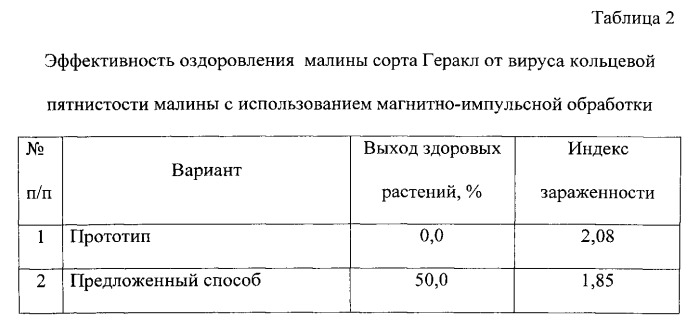 Способ оздоровления от вирусов растений малины, выращиваемых in vitro (патент 2555443)