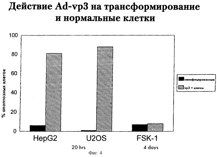 Вектор доставки генов, способный индуцировать апоптоз в клетке (патент 2252255)