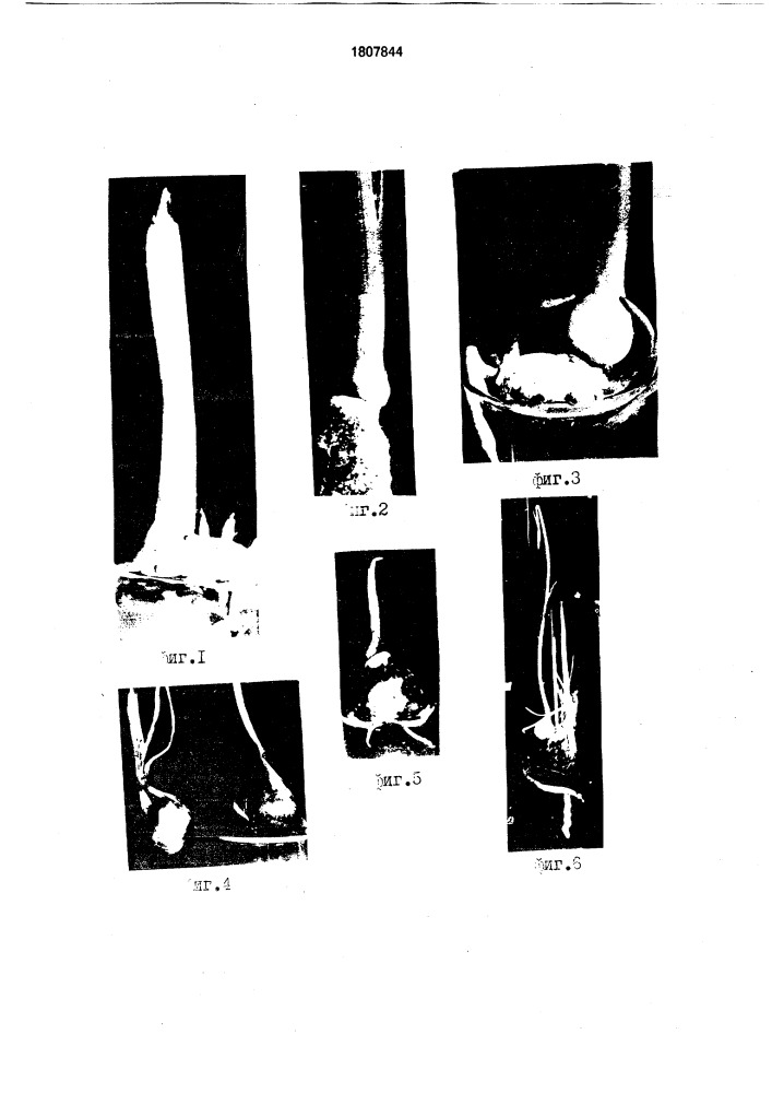 Способ микроразмножения шафрана посевного (crocus sатivus l.) (патент 1807844)