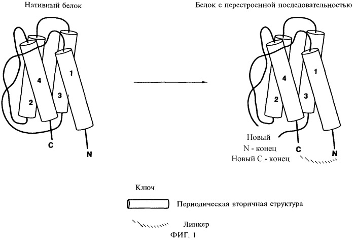 Гемопоэтический белок (варианты), последовательность днк, способ получения гемопоэтического белка, способ селективной экспансии кроветворных клеток, способ продуцирования дендритных клеток, способ стимуляции продуцирования кроветворных клеток у пациента, фармацевтическая композиция, способ лечения (патент 2245887)