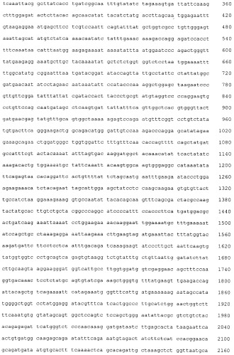 Pscaxcd3, cd19xcd3, c-metxcd3, эндосиалинxcd3, epcamxcd3, igf-1rxcd3 или fap-альфаxcd3 биспецифическое одноцепочечное антитело с межвидовой специфичностью (патент 2547600)