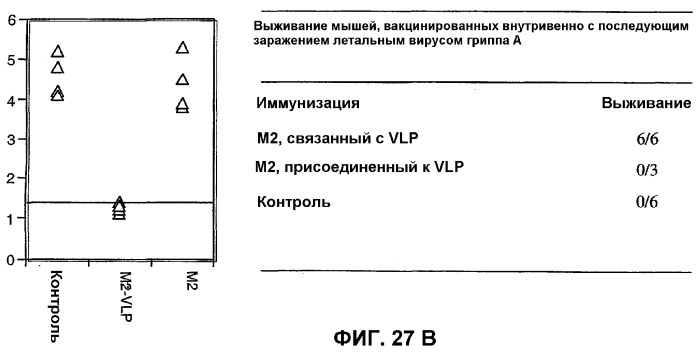 Композиция и способ для иммунизации, способ продуцирования неприродного, упорядоченного и повторяющегося массива антигенов и оболочечный белок (патент 2295973)