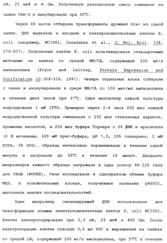 Новый лиганд рецептора цитокина zcytor17 (патент 2360923)