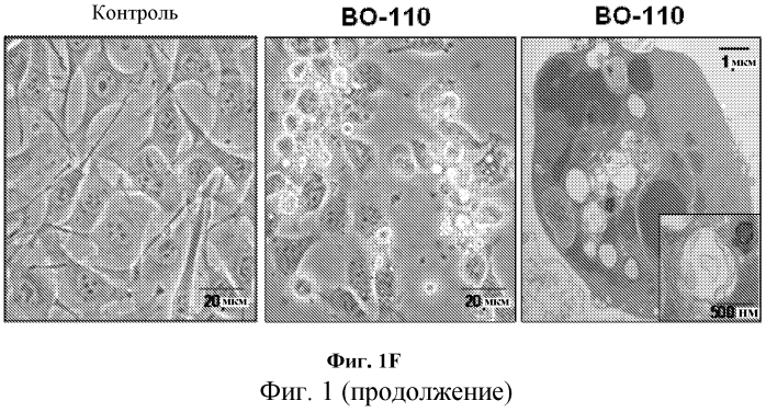 Способ идентификации соединений для лечения рака (патент 2575828)