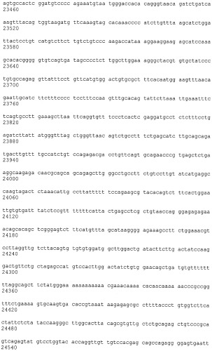 Иммортализованная клеточная линия птиц (патент 2475536)