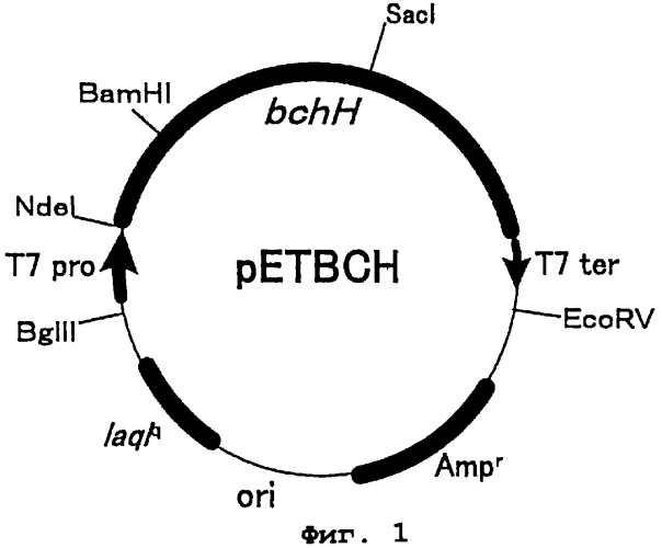 Способ придания растениям резистентности к соединениям, подавляющим сорняки (патент 2292396)