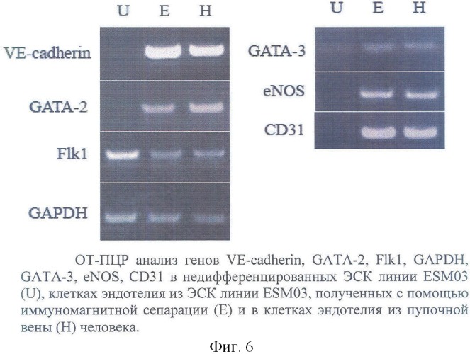 Способ получения эндотелиальных клеток из эмбриональных стволовых клеток человека (варианты) (патент 2359030)