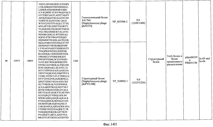 Бактериофаг, обладающий активностью против pseudomonas aeruginosa, белки бактериофага и способы их применения (патент 2580248)