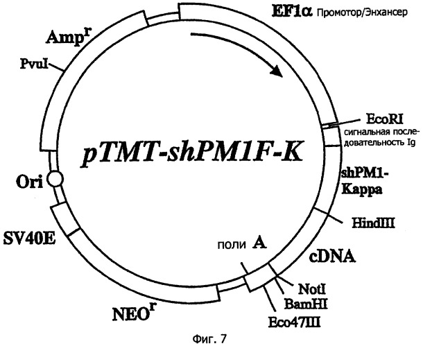 Способ и набор для выявления гена, кодирующего мембраносвязанный белок, вектор (варианты) (патент 2246538)