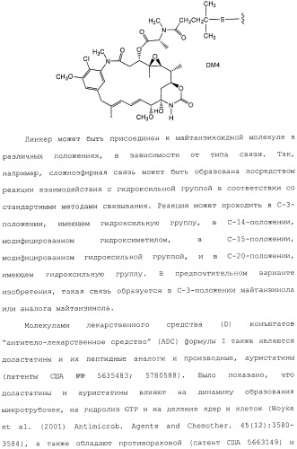 Антитела, сконструированные на основе цистеинов, и их конъюгаты (патент 2412947)