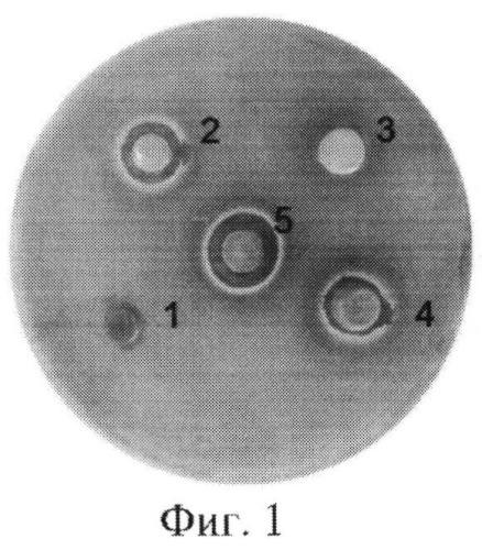 Биоактивное гидрогелевое раневое покрытие (патент 2545735)