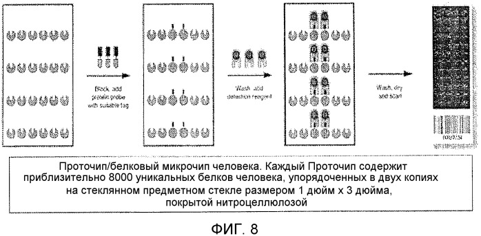 Sparc-связующие пептиды и их применение (патент 2491085)