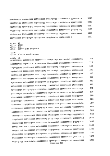 Способ получения рекомбинантного вирусного вектора apmv-8 (патент 2592544)