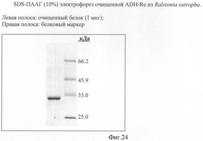 Бактерия семейства enterobacteriaceae - продуцент l-аспарагиновой кислоты или метаболитов, производных l-аспарагиновой кислоты, и способ получения l-аспарагиновой кислоты или метаблитов, производных l-аспарагиновой кислоты (патент 2472853)