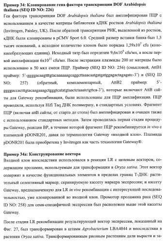 Растения, имеющие улучшенные характеристики роста, и способы их получения (патент 2463352)