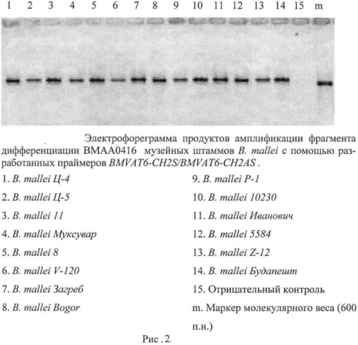 Олигонуклеотидные праймеры для генотипирования b.mallei методом полимеразной цепной реакции (патент 2478715)