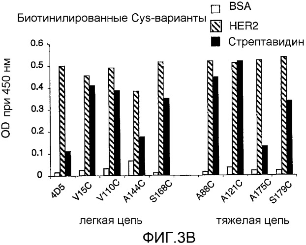 Антитела, сконструированные на основе цистеинов, и их конъюгаты (патент 2412947)