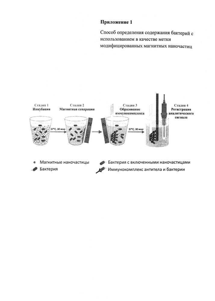 Способ определения содержания бактерий с использованием в качестве метки модифицированных магнитных наночастиц (патент 2612143)