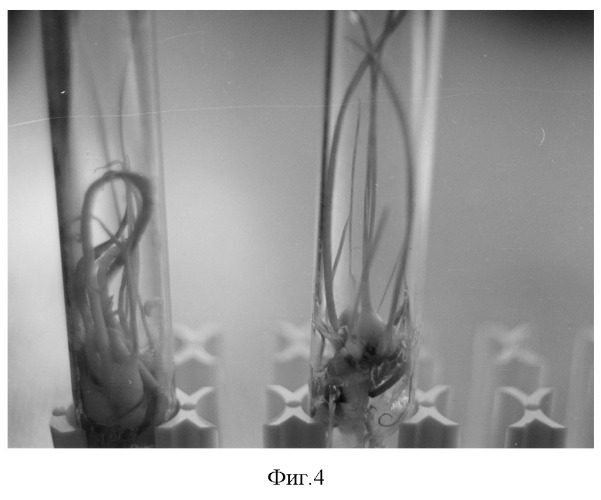 Способ получения полноценных растений-регенерантов тюльпанов культивированием семяпочек in vitro (патент 2273987)