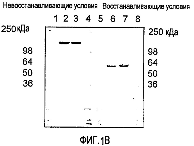 Снижение количества в-клеток с использованием cd37-специфических и cd20-специфических связывающих молекул (патент 2423381)