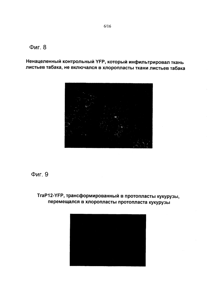 Синтетические происходящие из brassica транзитные пептиды хлоропластов (патент 2626535)