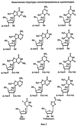 Модифицированные 2- и 3-нуклеозиды и их применение для получения лекарственного средства, обладающего ингибирующей активностью в отношении вируса гепатита с (патент 2437892)