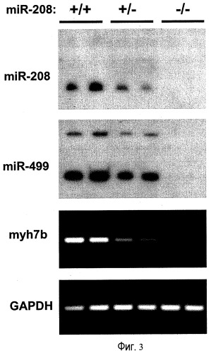 Двойное нацеливание нп mir-208 и mir 499 в лечении заболеваний сердца (патент 2515926)