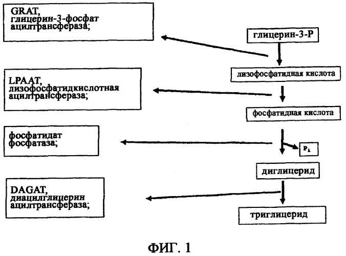 Масло, семена и растения подсолнечника с модифицированным распределением жирных кислот в молекуле триацилглицерина (патент 2502793)