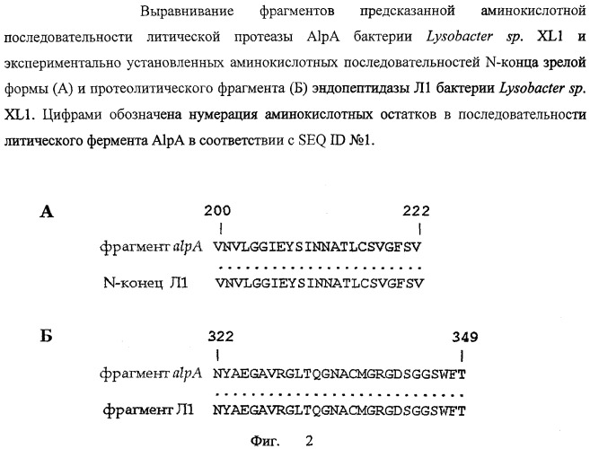 Литическая протеаза alpa бактерии lysobacter sp. xl1, фрагмент днк, кодирующий литическую протеазу alpa бактерии lysobacter sp. xl1, и способ получения литической протеазы alpa бактерии lysobacter sp. xl1 (патент 2407782)