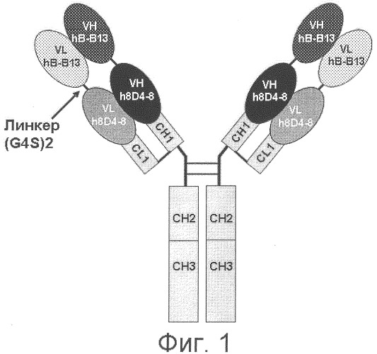 Антитела, связывающие il-4 и/или il-13, и их применение (патент 2488595)