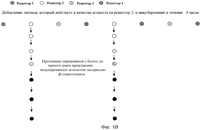 Способ идентификации веществ (патент 2325652)