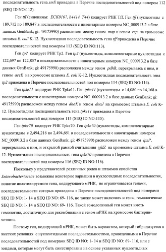 Способ получения l-аминокислот с использованием бактерии, принадлежащей к роду escherichia, в которой инактивирован один или несколько генов, кодирующих малые рнк (патент 2395567)