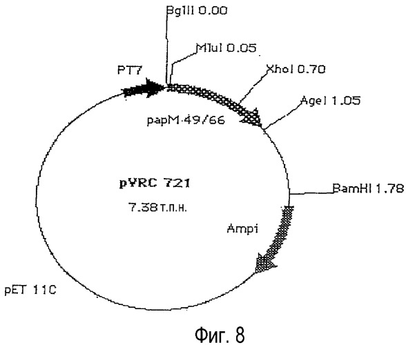 Новые варианты полипептида papm бактерий рода streptomyces (патент 2351608)