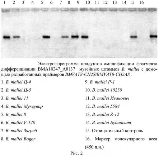 Олигонуклеотидные праймеры для генотипирования b. mallei методом полимеразной цепной реакции (патент 2474619)